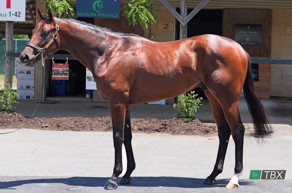 Fasig-Tipton June sale topped by Vekoma colt