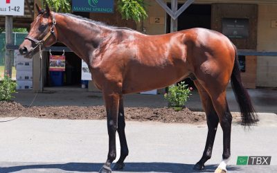 Fasig-Tipton June sale topped by Vekoma colt