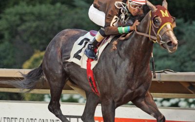 Direct the Cat likely a handful in Sylvia Bishop Memorial