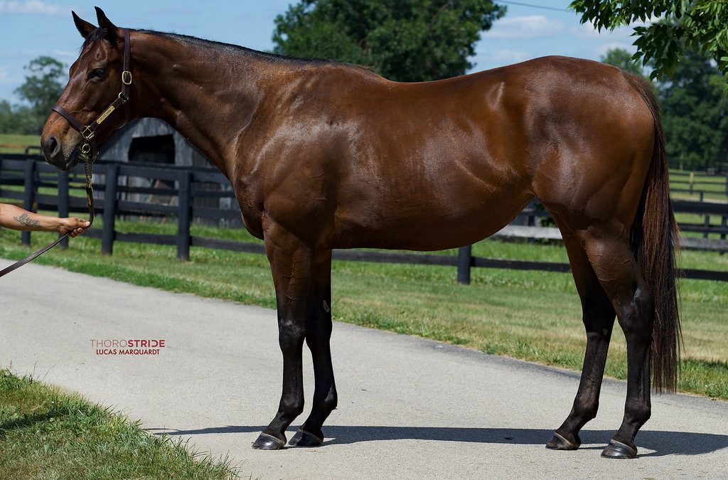 Inglis Digital readies for first US sale