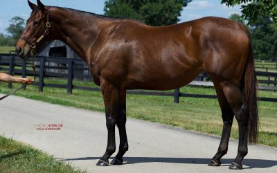 Inglis Digital readies for first US sale