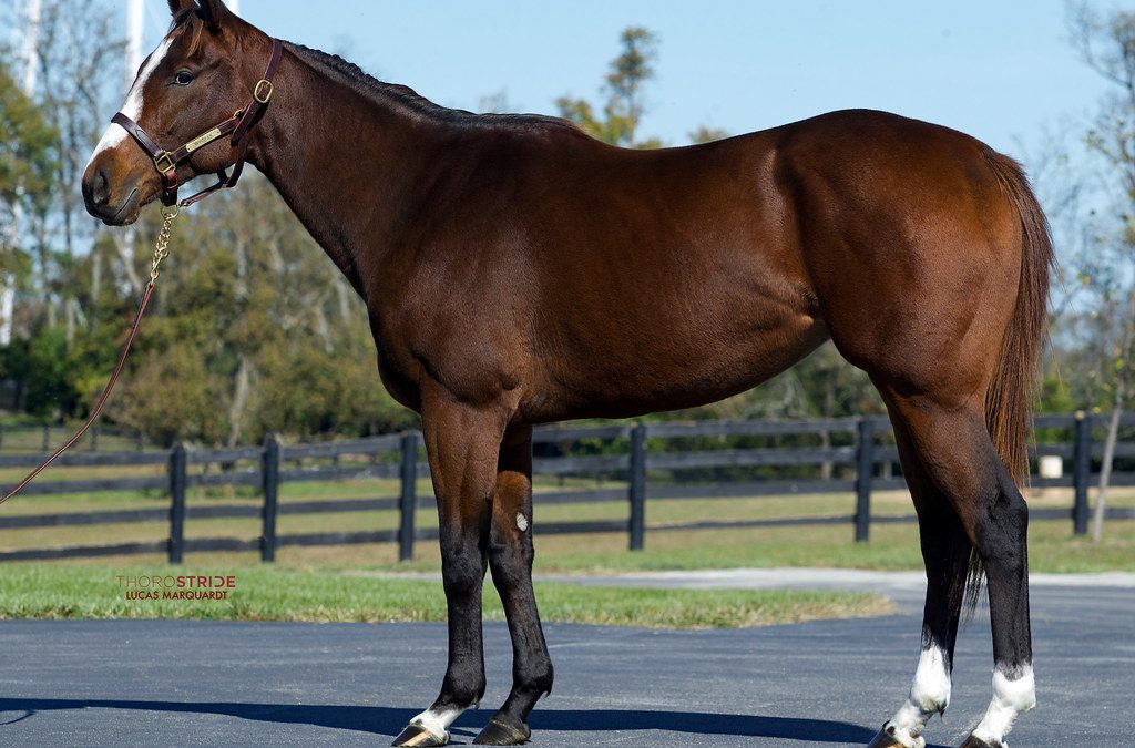 Inglis Digital October sale underway