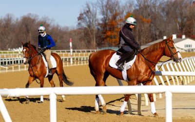 Fair Hill to get new Tapeta surface