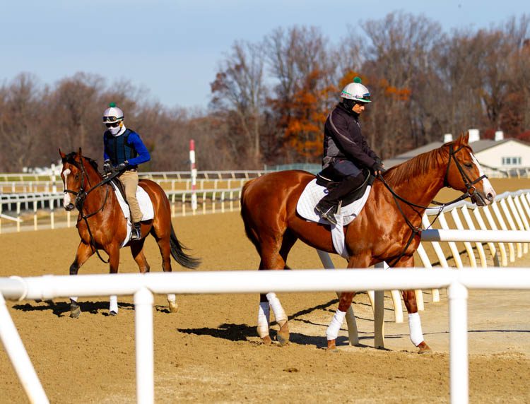 Fair Hill to get new Tapeta surface