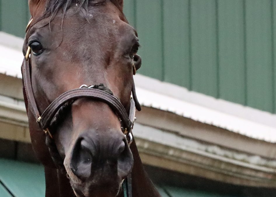 Preakness Profile: Goal Oriented