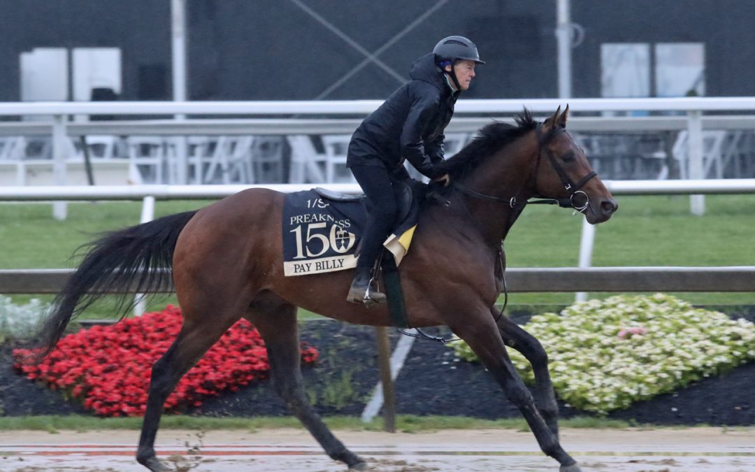 Preakness Profile: Pay Billy